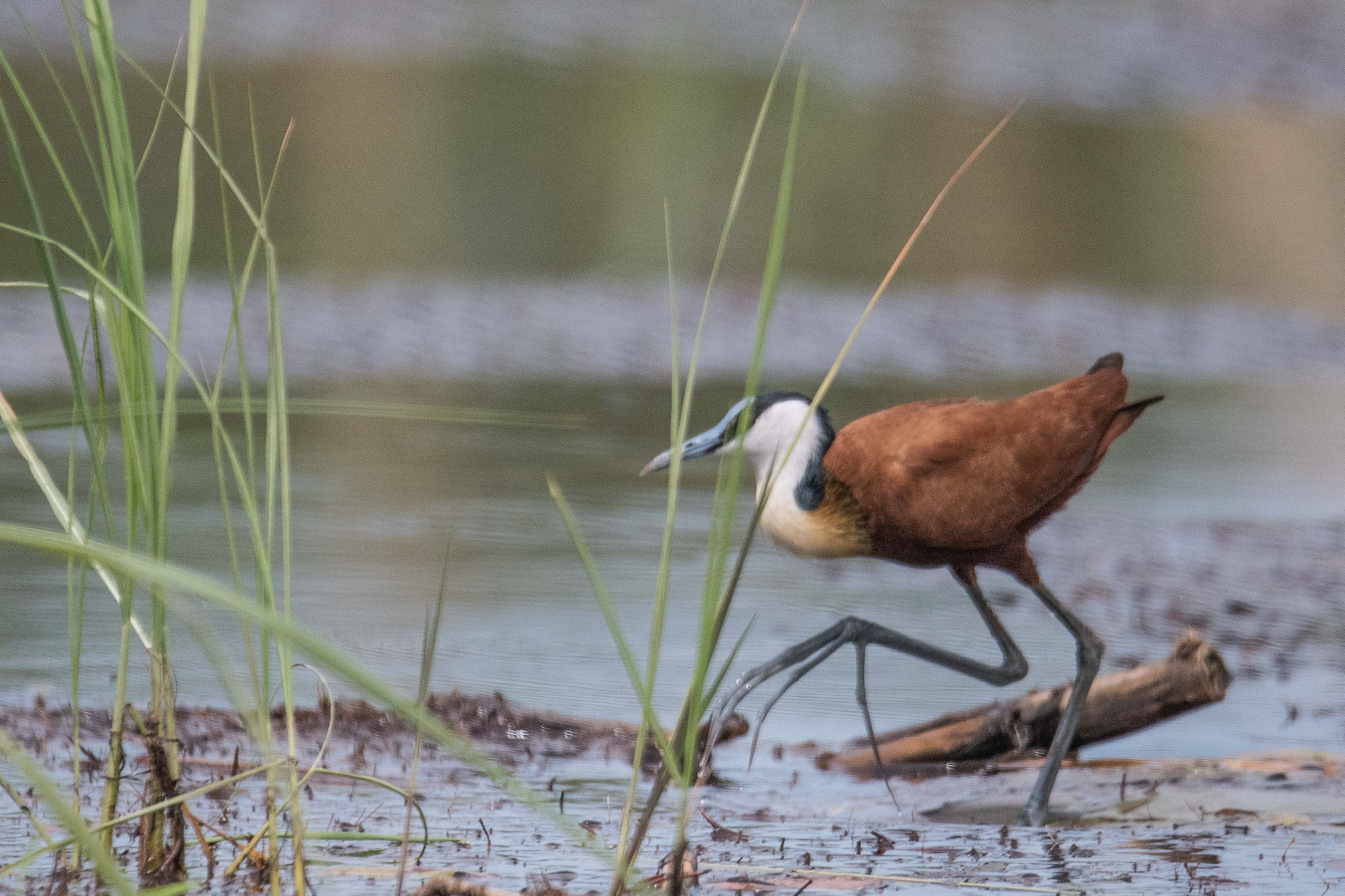 Jacana à poitrine dorée adulte(African jacana, Actophilornis Africanus), Magweggana spillway, Delta de l'Okavango, Botswana.